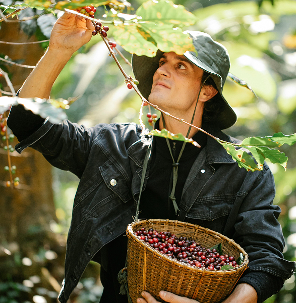 Sustainability coffee harvest
